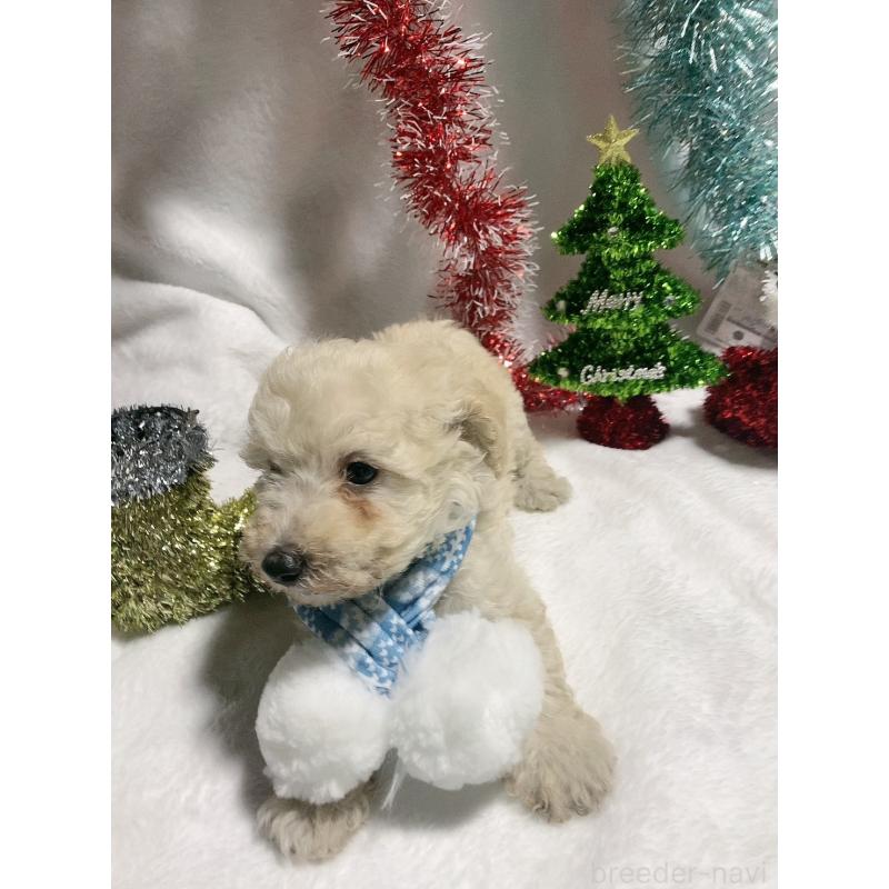 販売中の千葉県のトイプードル-418156の2枚目