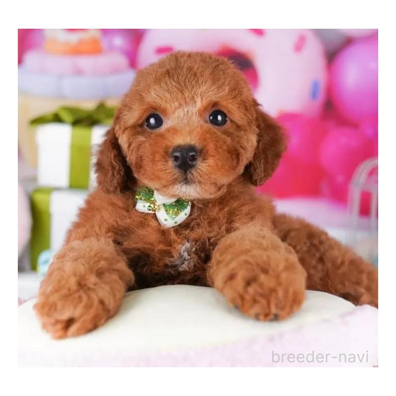 成約済の千葉県のトイプードル-426155の1枚目