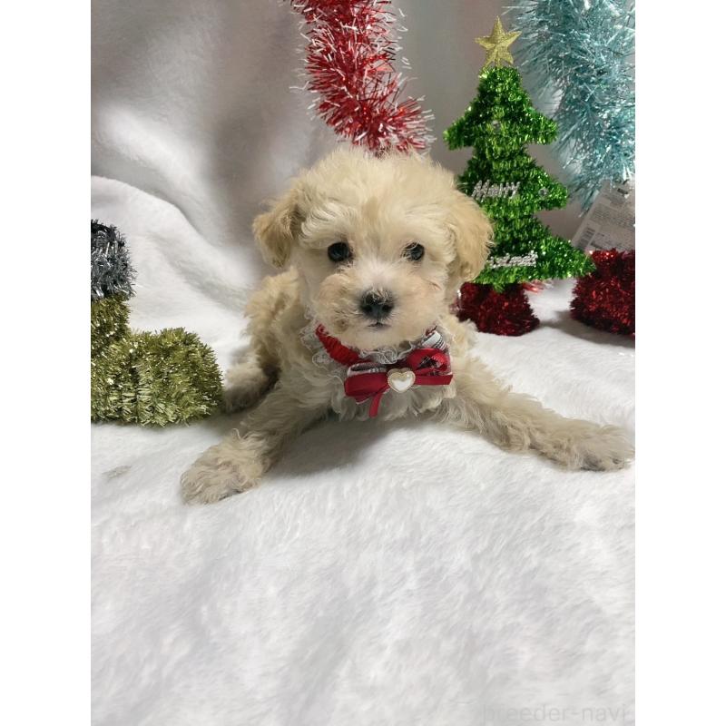 販売中の千葉県のティーカッププードル-418157の3枚目