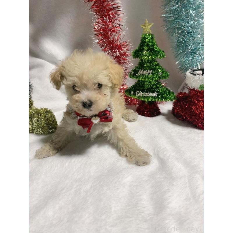 販売中の千葉県のティーカッププードル-418157の2枚目