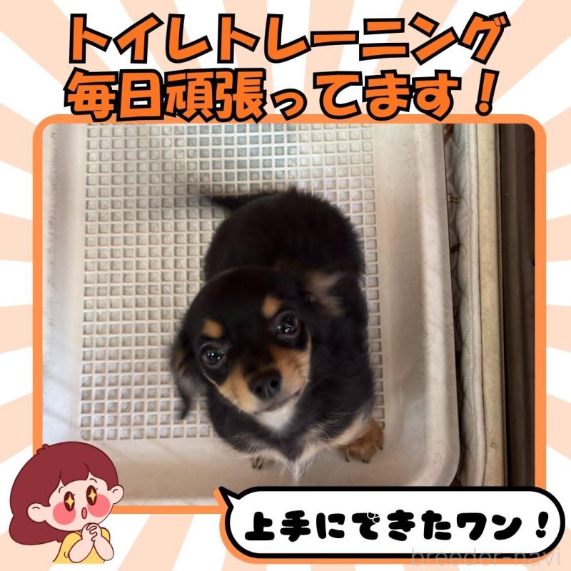 成約済の静岡県のチワックス:チワワ×ミニチュアダックスフンド-420530の4枚目