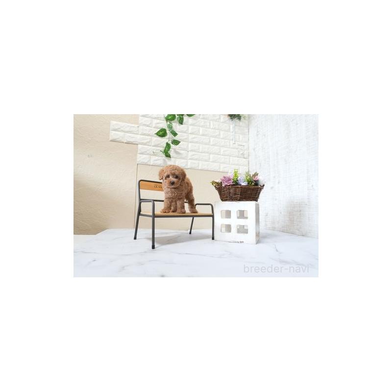 販売中の滋賀県のタイニープードル-426156の3枚目