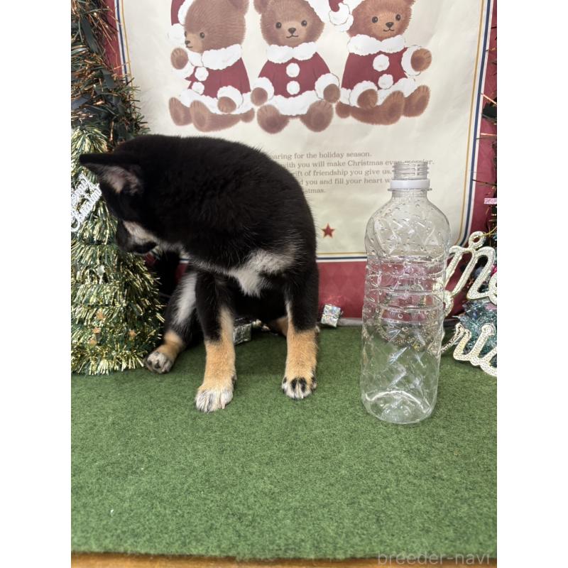 販売中の福岡県の豆柴-426158の3枚目