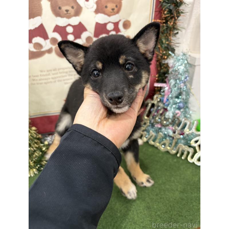 販売中の福岡県の豆柴-426158の2枚目