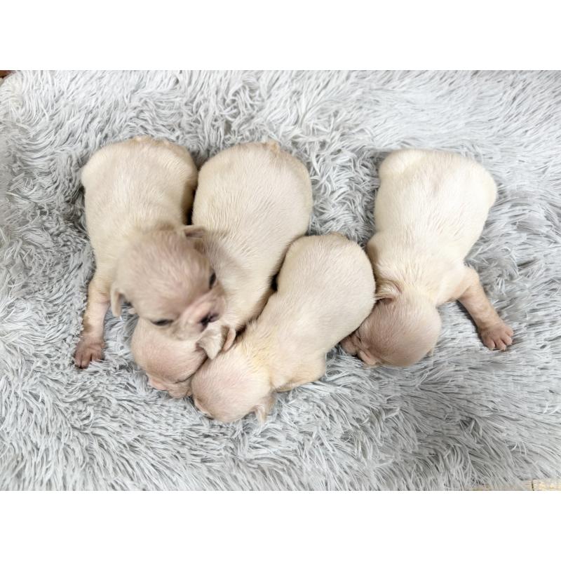 販売中の沖縄県のフレンチブルドッグ-426159の3枚目