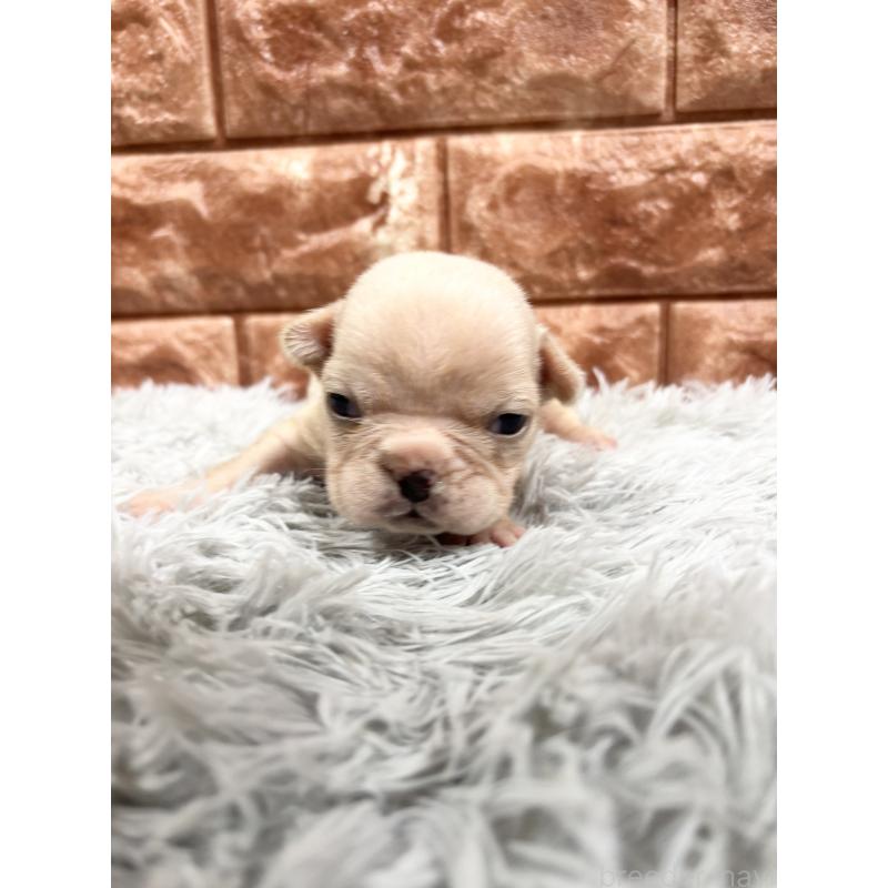 販売中の沖縄県のフレンチブルドッグ-426159の2枚目