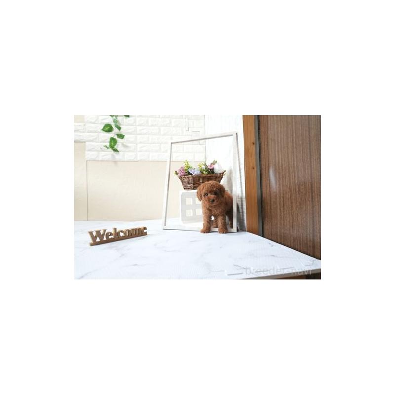 販売中の滋賀県のタイニープードル-426161の5枚目