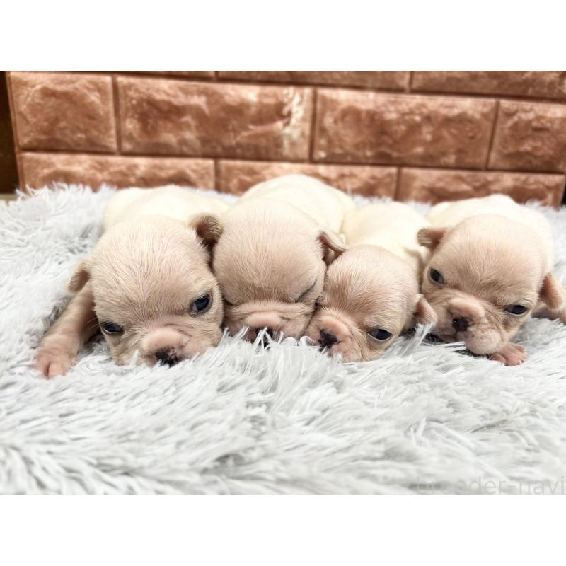 販売中の沖縄県のフレンチブルドッグ-426160の4枚目