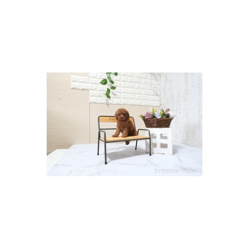 販売中の滋賀県のタイニープードル-426161の3枚目