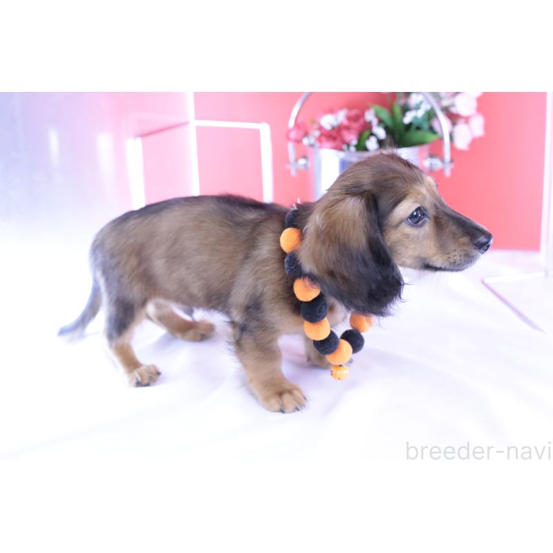 成約済の愛知県のミニチュアダックスフンド(ロングヘアード)-414961の7枚目