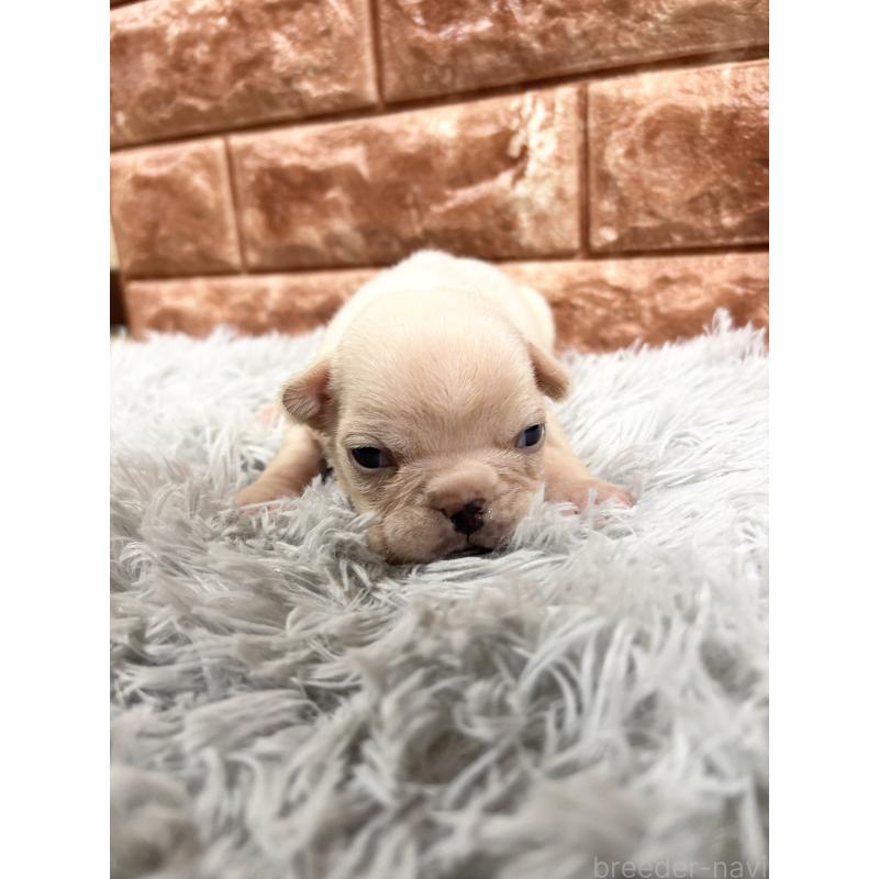 販売中の沖縄県のフレンチブルドッグ-426160の2枚目