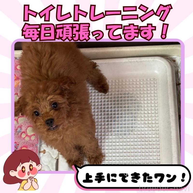 成約済の静岡県のトイプードル-415507の5枚目