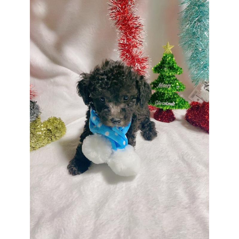 販売中の千葉県のトイプードル-418153の4枚目