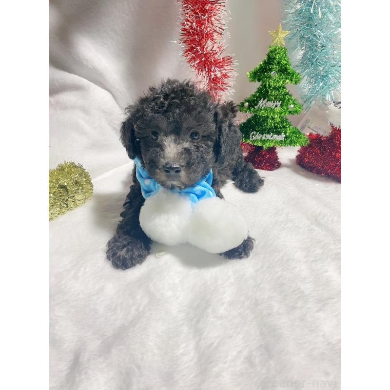 販売中の千葉県のトイプードル-418153の3枚目