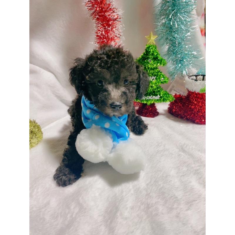 販売中の千葉県のトイプードル-418153の2枚目