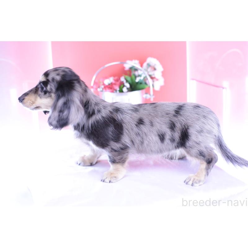 販売中の愛知県のミニチュアダックスフンド(ロングヘアード)-414941の9枚目