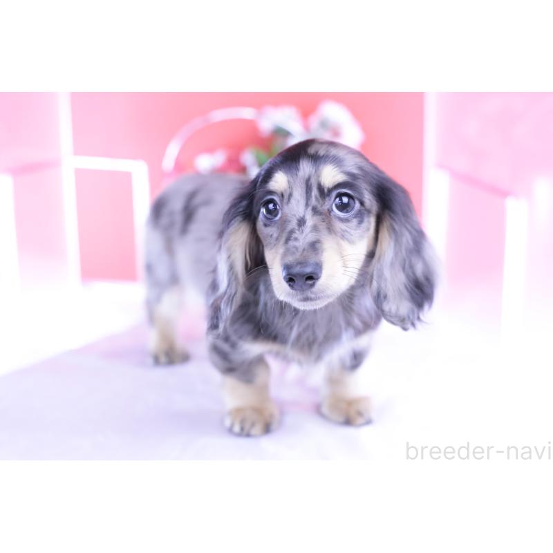 販売中の愛知県のミニチュアダックスフンド(ロングヘアード)-414941の6枚目