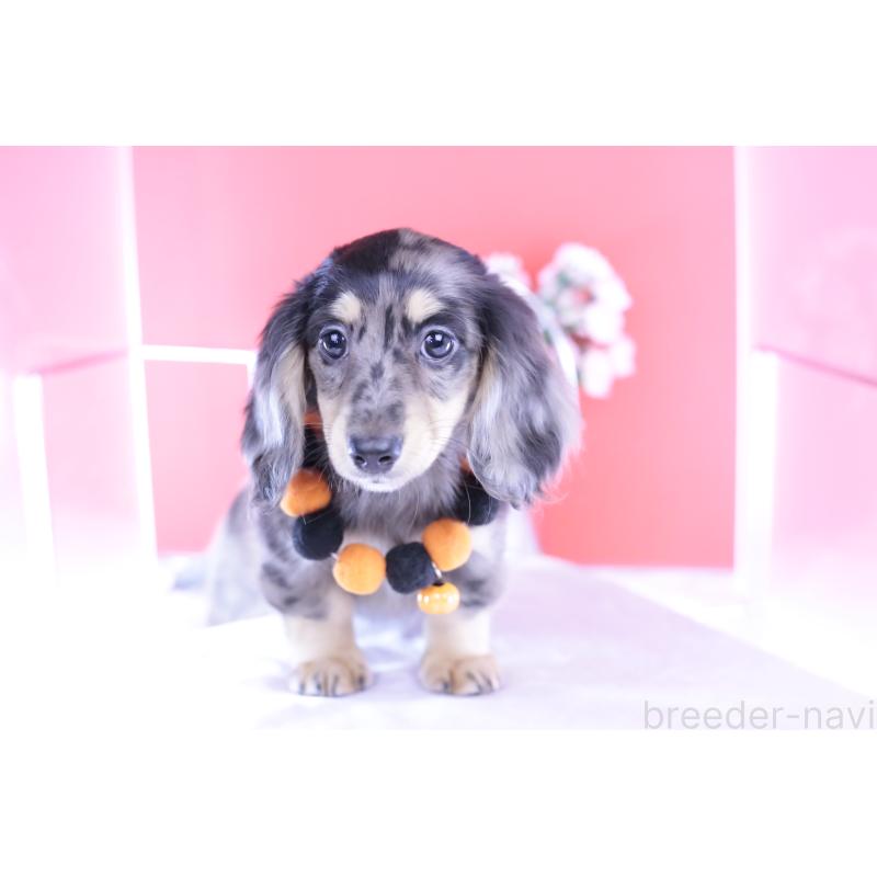 販売中の愛知県のミニチュアダックスフンド(ロングヘアード)-414941の5枚目