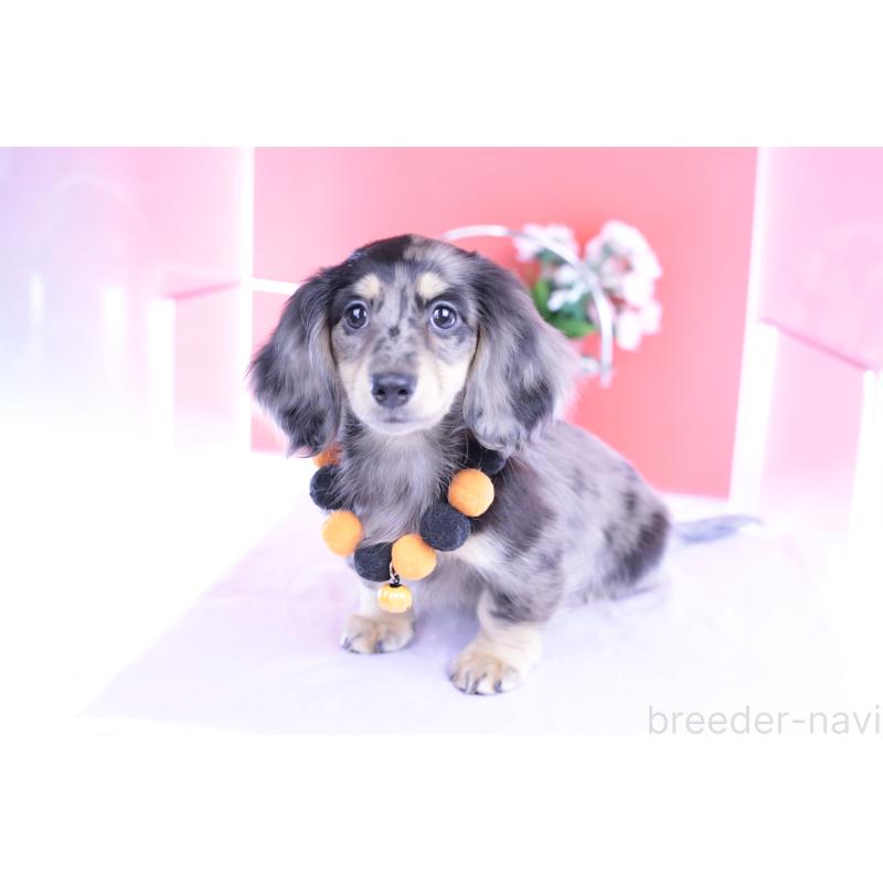 販売中の愛知県のミニチュアダックスフンド(ロングヘアード)-414941の3枚目