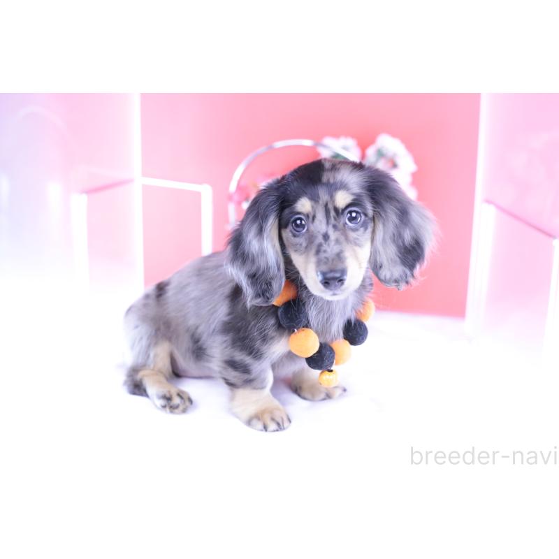 販売中の愛知県のミニチュアダックスフンド(ロングヘアード)-414941の2枚目