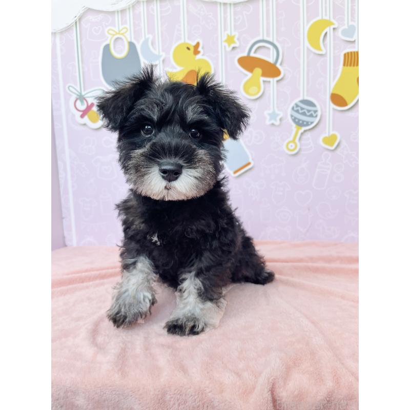 販売中の東京都のミニチュアシュナウザー-415581の2枚目