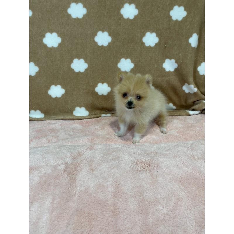 販売中の大阪府のポメラニアン-426164の4枚目