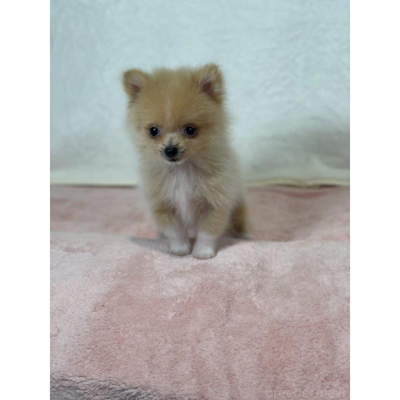 販売中の大阪府のポメラニアン-426164の3枚目