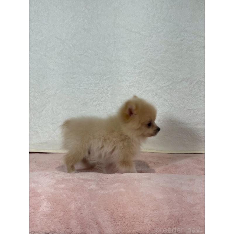 販売中の大阪府のポメラニアン-426164の2枚目
