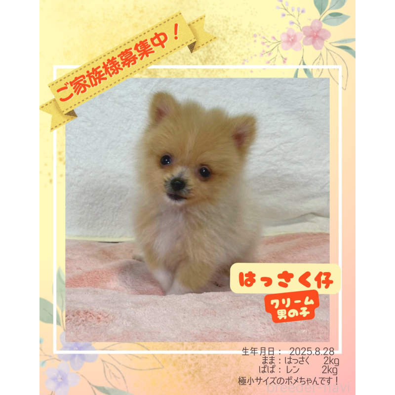 販売中ののポメラニアン-426164