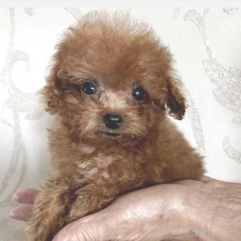 販売中の福岡県のティーカッププードル-426165の1枚目