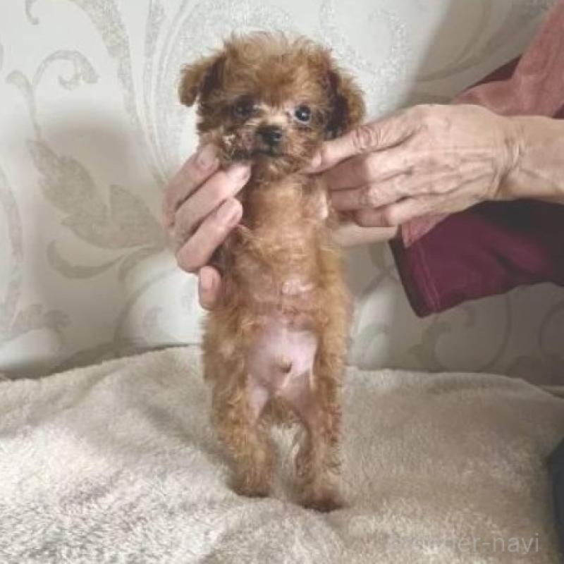 販売中の福岡県のティーカッププードル-426165の3枚目