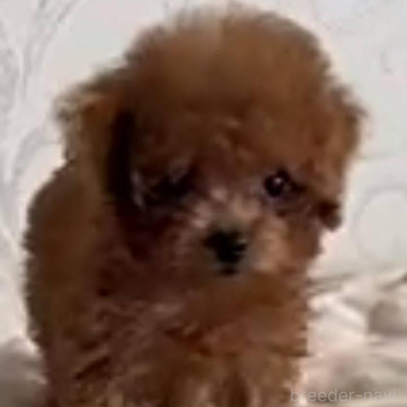 販売中の福岡県のティーカッププードル-426165の2枚目