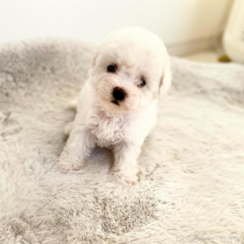 販売中の滋賀県のビションフリーゼ-426163の10枚目