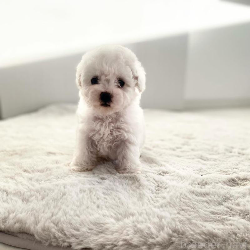 販売中の滋賀県のビションフリーゼ-426163の1枚目