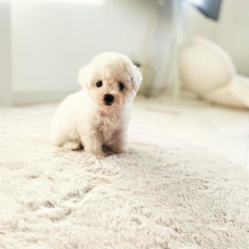 販売中の滋賀県のビションフリーゼ-426163の8枚目