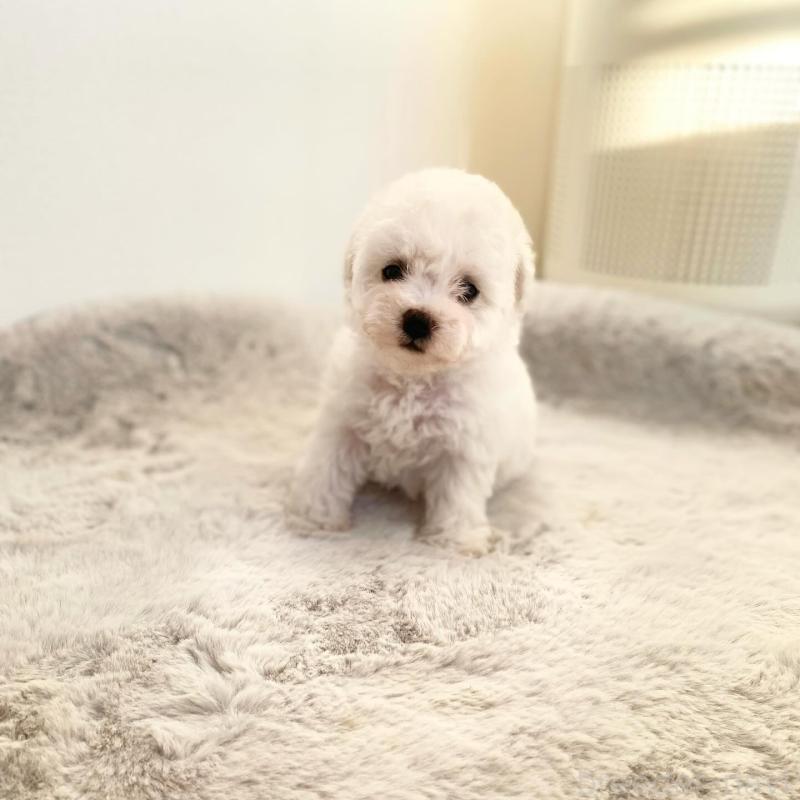 販売中の滋賀県のビションフリーゼ-426163の9枚目