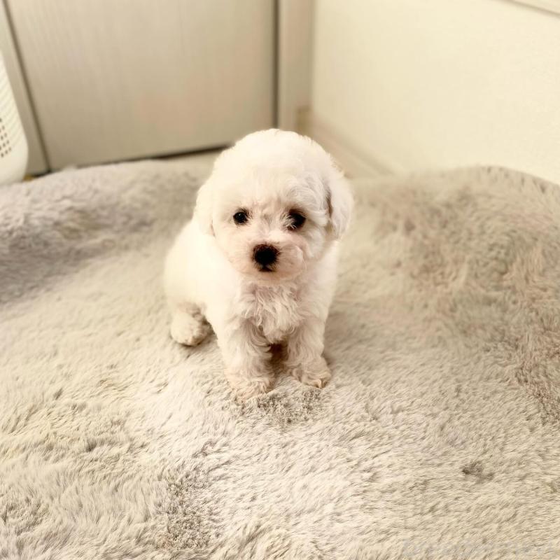 販売中の滋賀県のビションフリーゼ-426163の6枚目