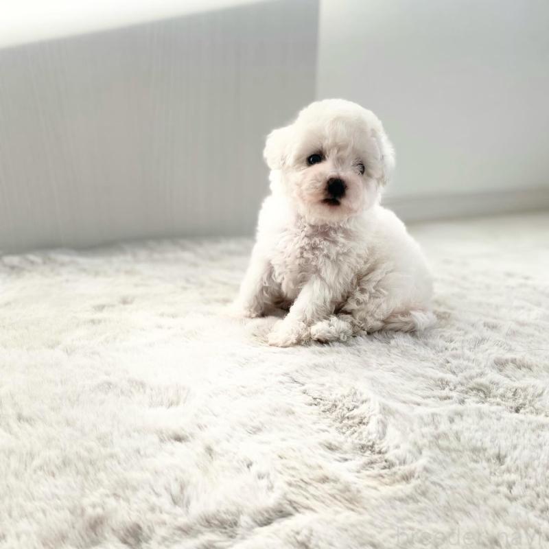 販売中の滋賀県のビションフリーゼ-426163の7枚目