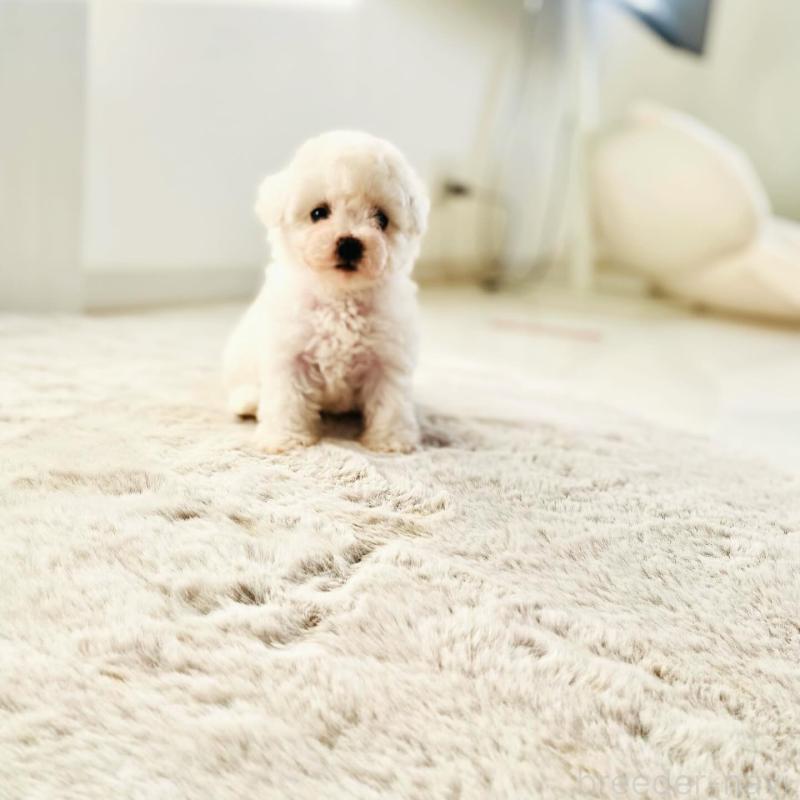 販売中の滋賀県のビションフリーゼ-426163の5枚目