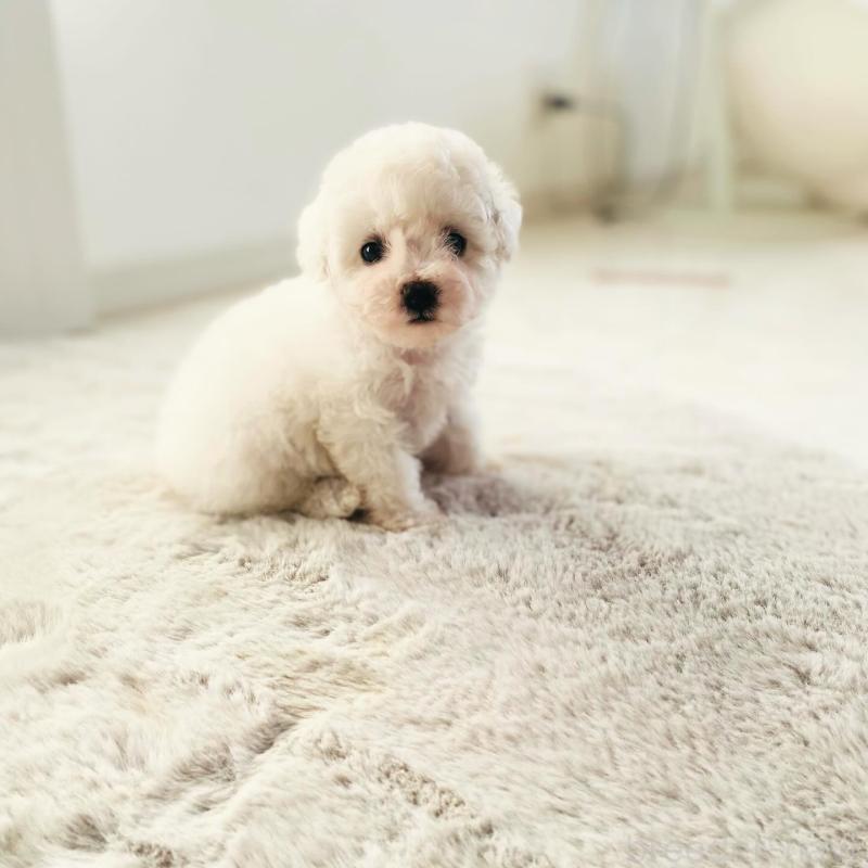 販売中の滋賀県のビションフリーゼ-426163の4枚目