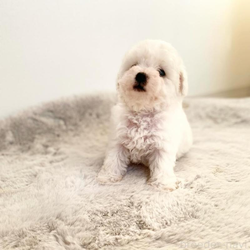 販売中の滋賀県のビションフリーゼ-426163の3枚目