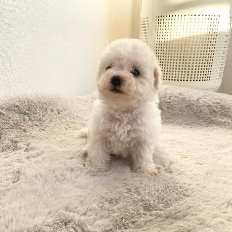 販売中の滋賀県のビションフリーゼ-426163の2枚目