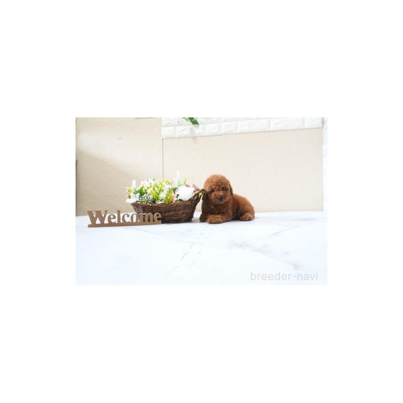 販売中の滋賀県のタイニープードル-426166の5枚目