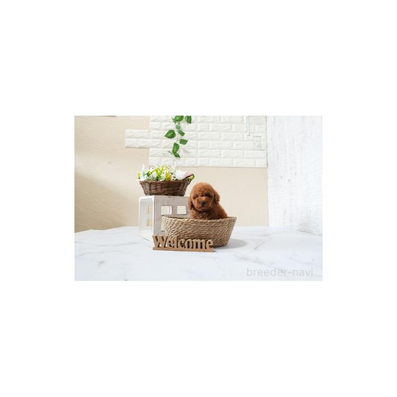 販売中の滋賀県のタイニープードル-426166の4枚目