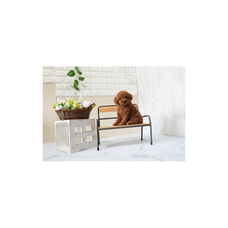 販売中の滋賀県のタイニープードル-426166の3枚目