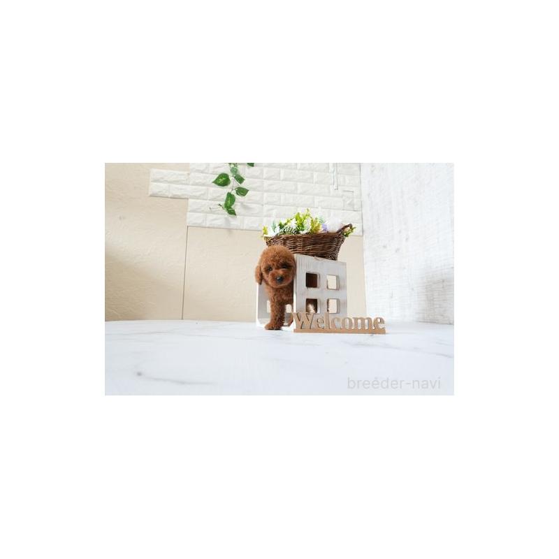 販売中の滋賀県のタイニープードル-426166の2枚目