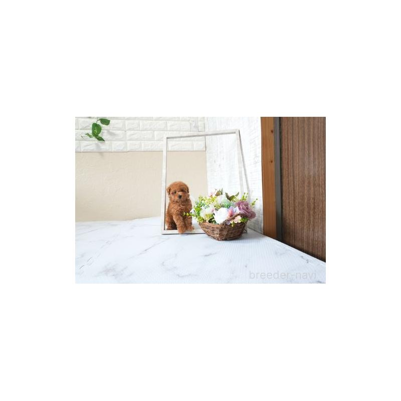 販売中の滋賀県のタイニープードル-426167の5枚目