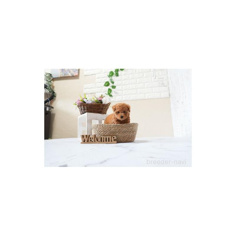 販売中の滋賀県のタイニープードル-426167の4枚目