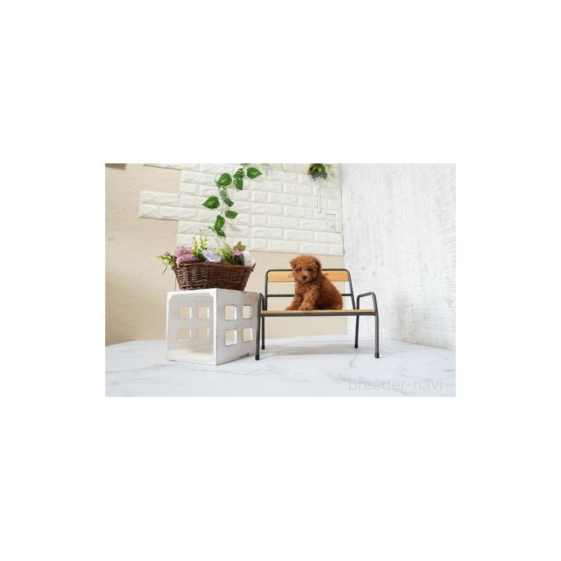 販売中の滋賀県のタイニープードル-426167の3枚目