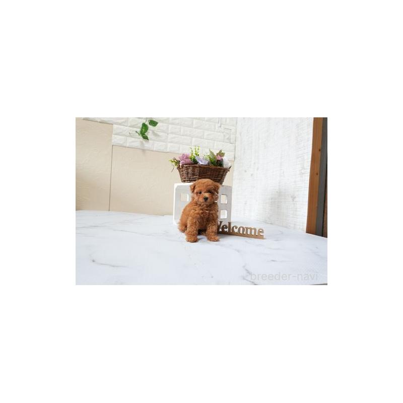 販売中の滋賀県のタイニープードル-426167の2枚目